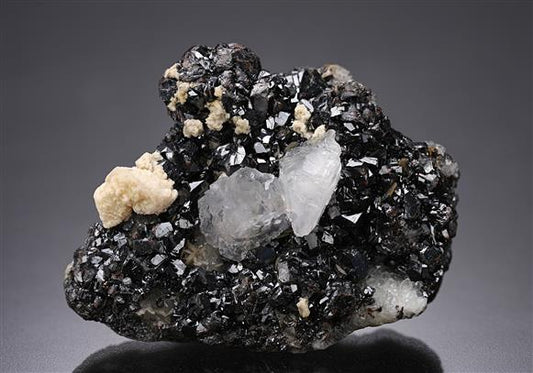 CC19814 specimen image