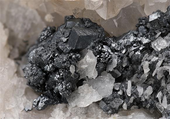 CC19903 specimen image