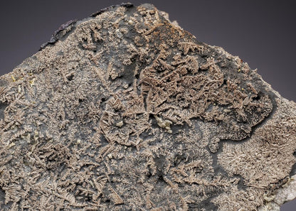 CC19910 specimen image