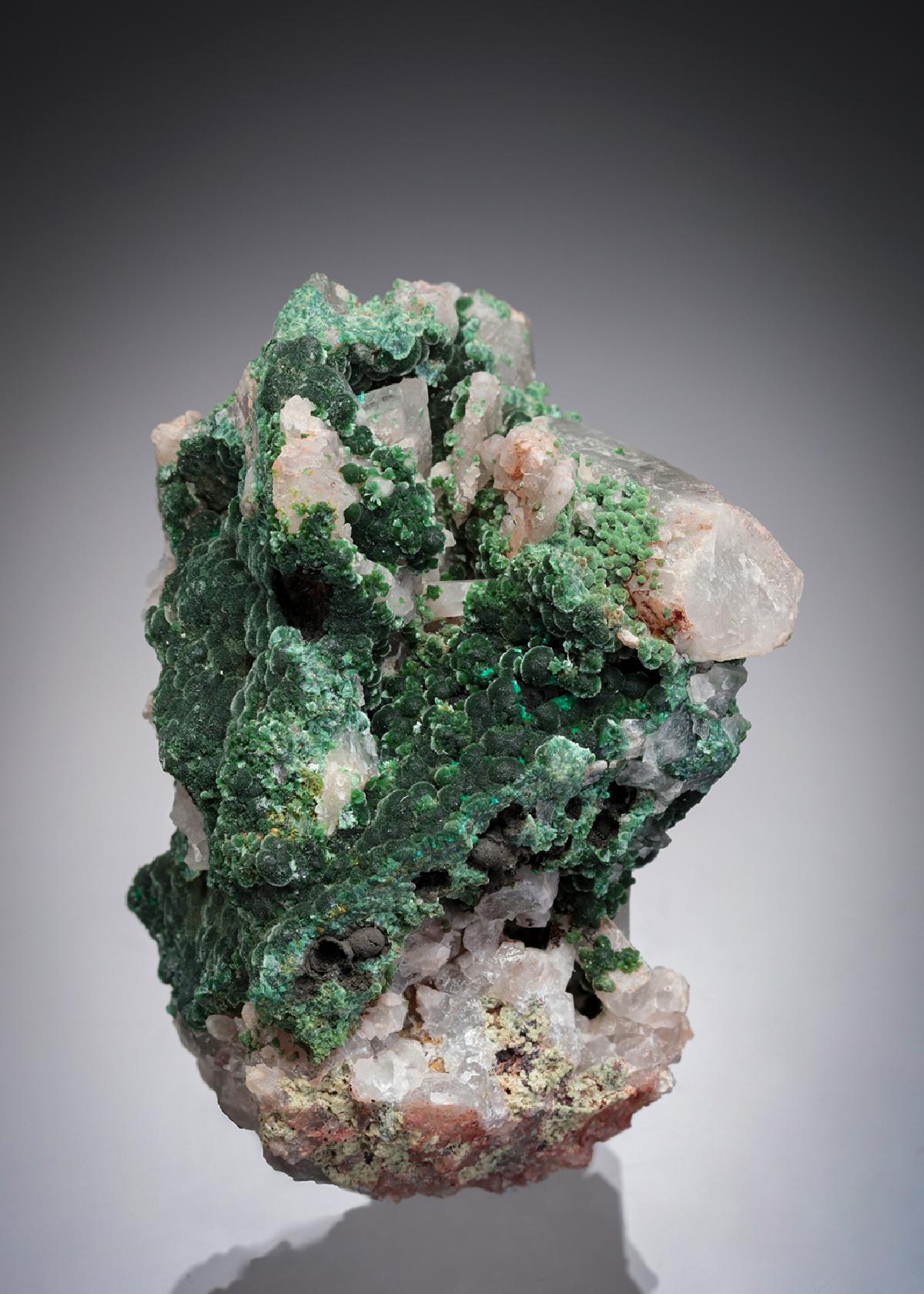 CC19924 specimen image