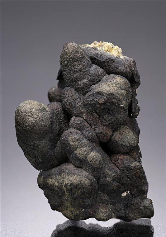 CC19928 specimen image