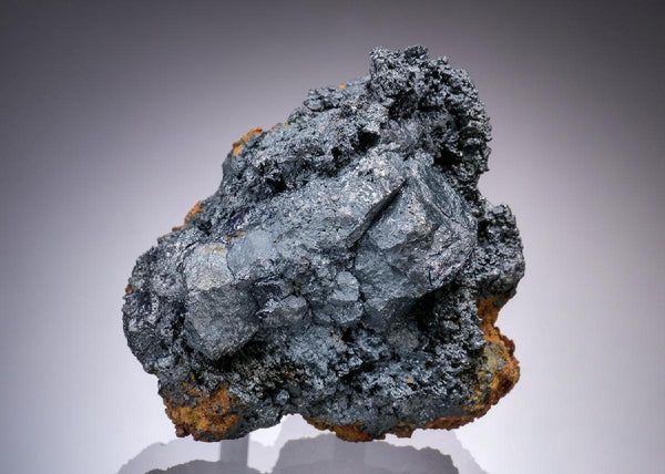 CC19930 specimen image