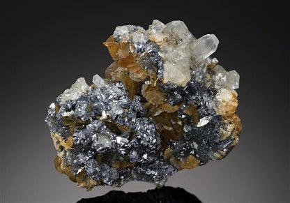 CC19934 specimen image