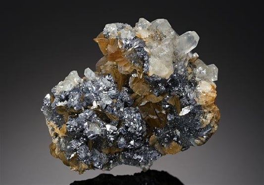 CC19934 specimen image
