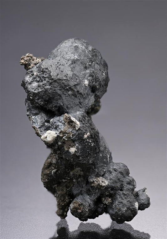 CC19935 specimen image