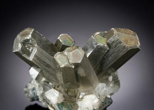 CC19940 specimen image