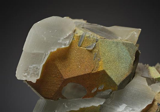 CC19947 specimen image