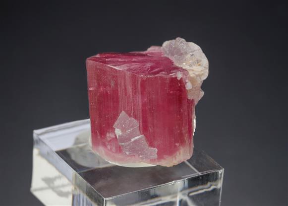 CC19953 specimen image