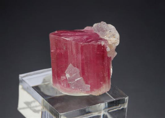CC19953 specimen image