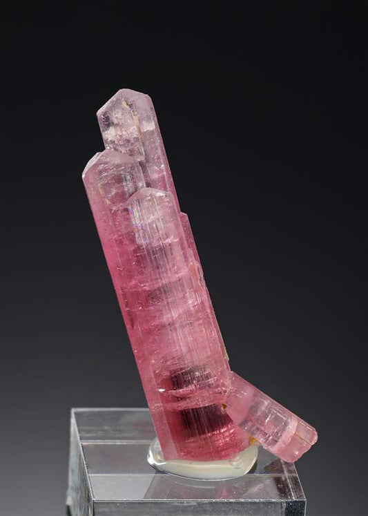 CC19959 specimen image