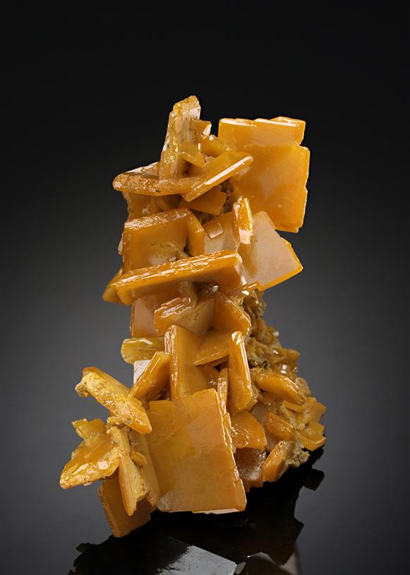 CC19973 specimen image