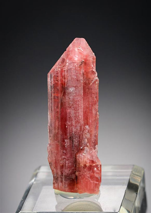 CC19978 specimen image