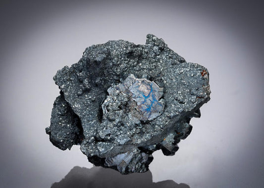 CC19984 specimen image