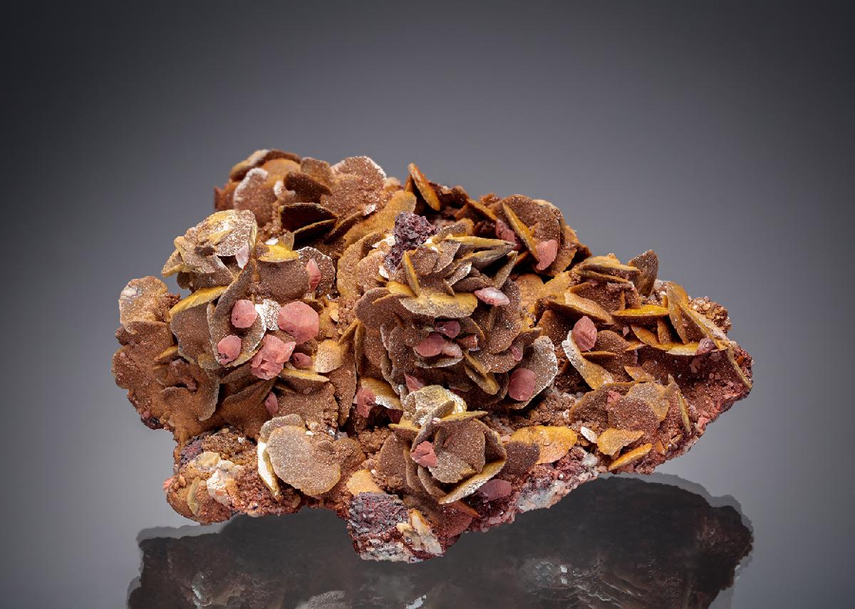 CC20028 specimen image
