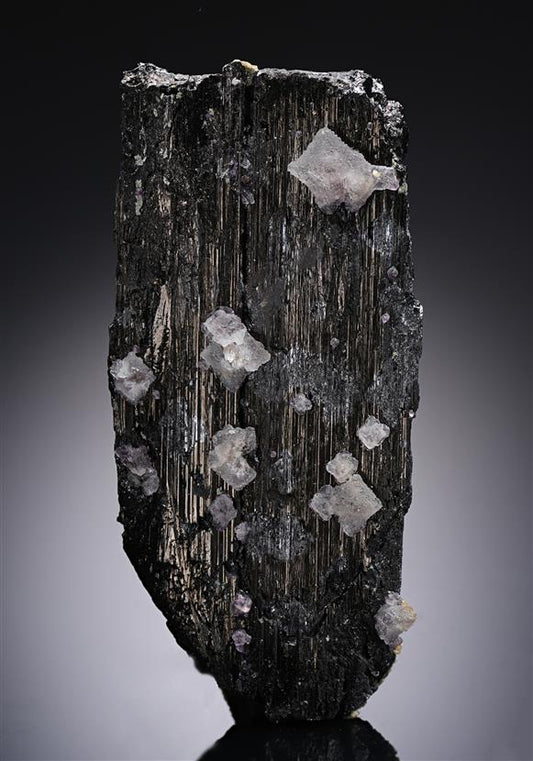 CC20083 specimen image