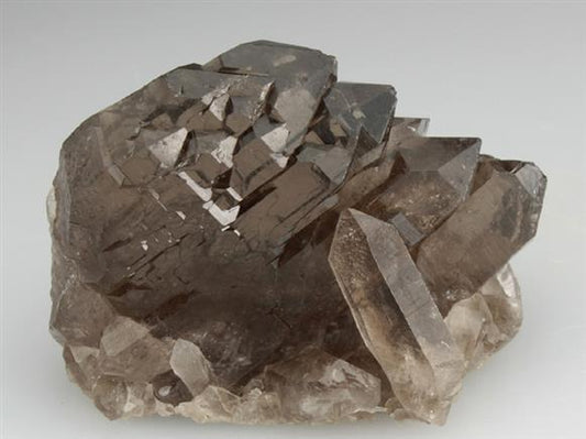 CC2018 specimen image