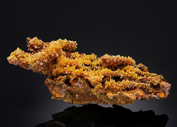 CC20194 specimen image