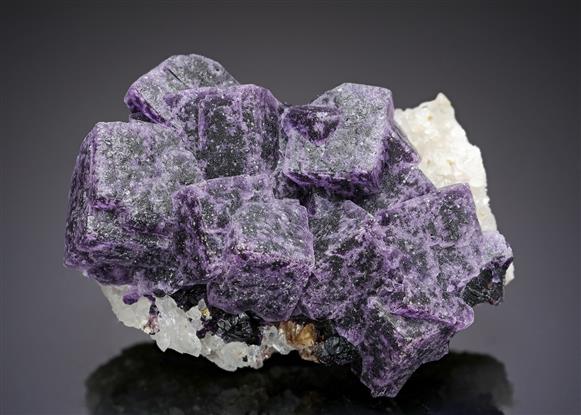 CC20238 specimen image