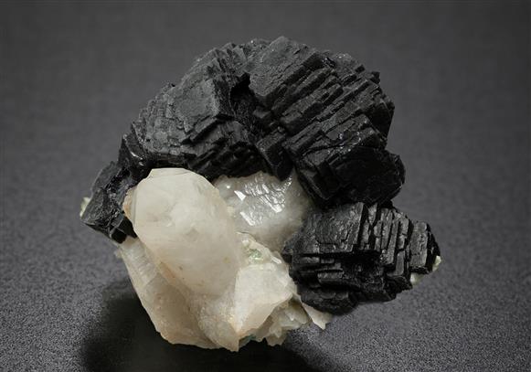 CC20241 specimen image