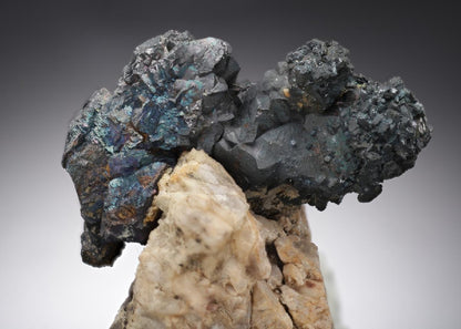 CC20301 specimen image