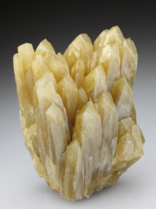 CC2041 specimen image