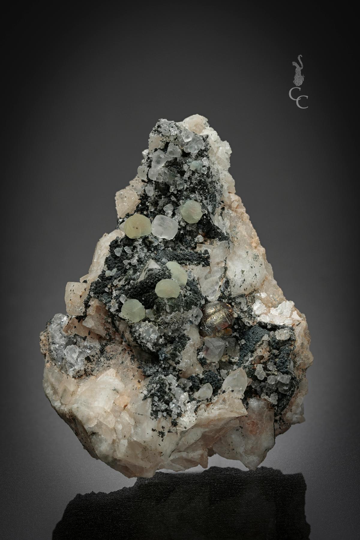 CC20506 specimen image