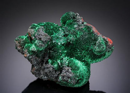 CC20548 specimen image