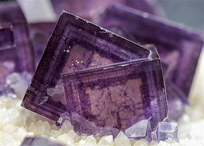 CC20592 specimen image