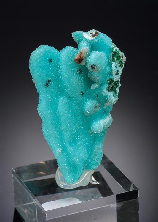 CC20861 specimen image