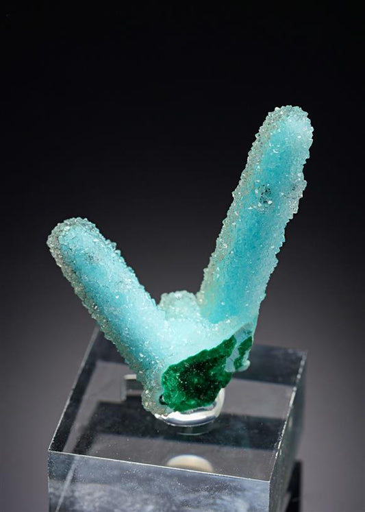 CC20864 specimen image