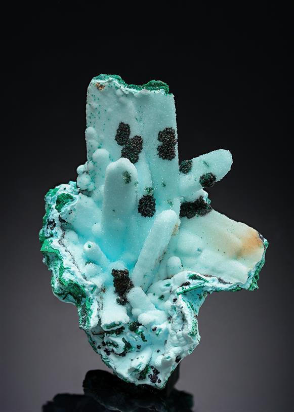 CC20882 specimen image