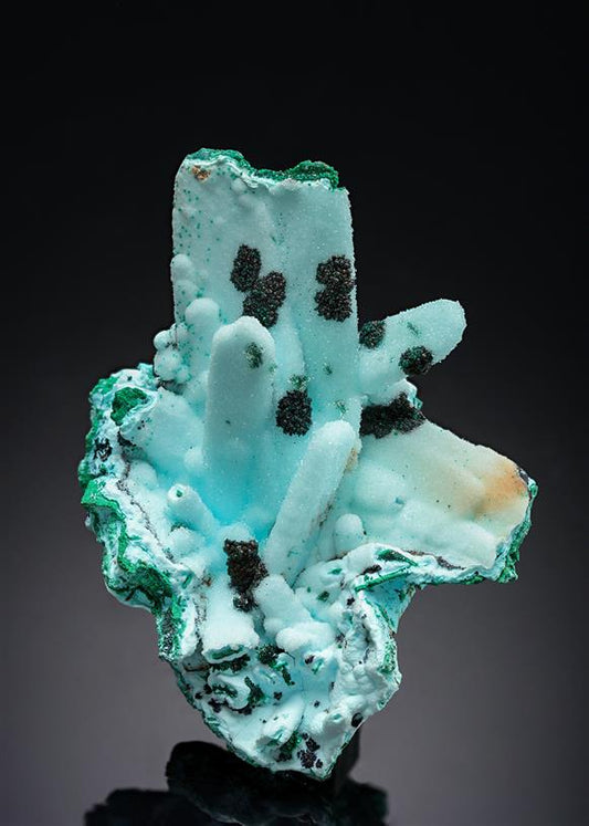 CC20882 specimen image