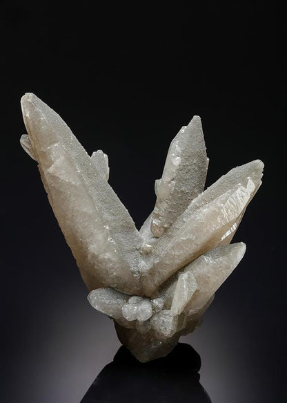 CC21169 specimen image