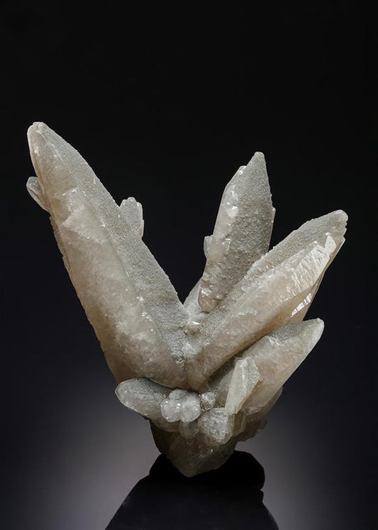 CC21169 specimen image