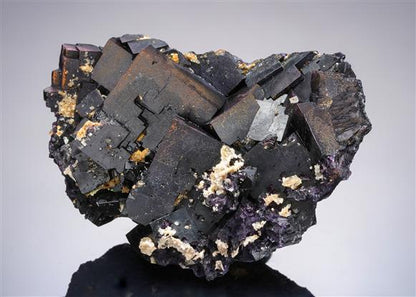 CC21258 specimen image