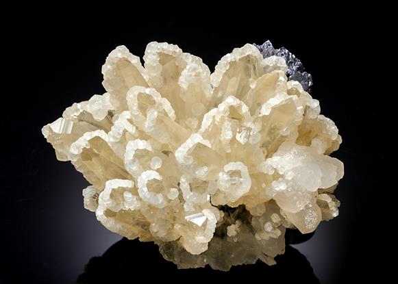CC21260 specimen image