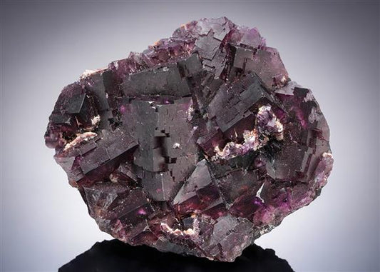 CC21263 specimen image