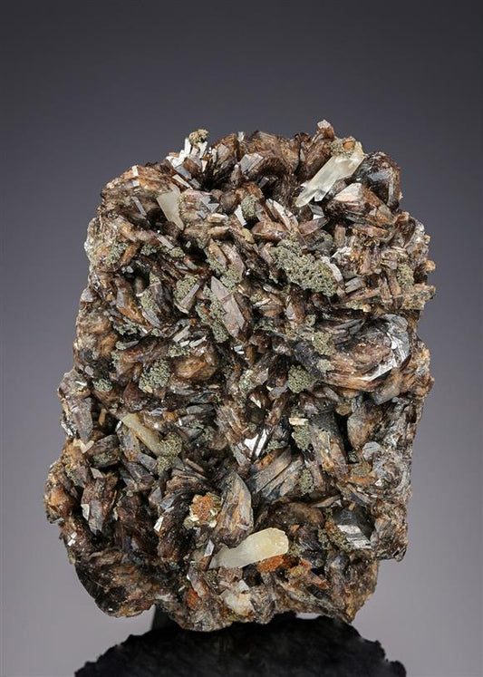 CC21274 specimen image