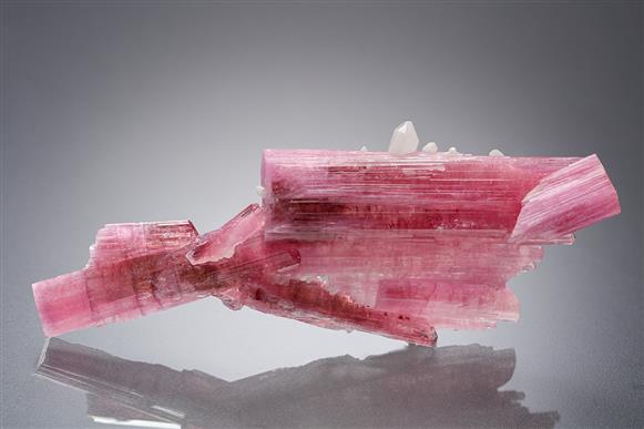 CC21277 specimen image