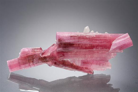 CC21277 specimen image