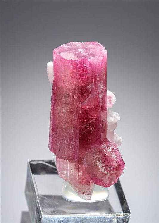 CC21286 specimen image