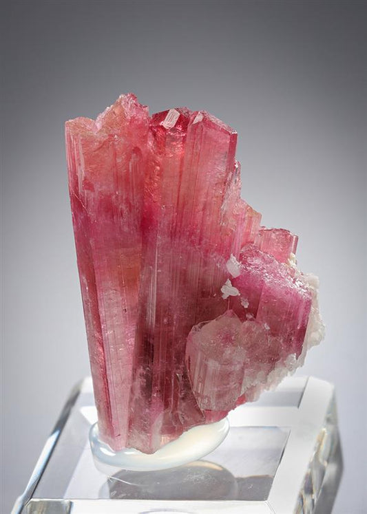 CC21298 specimen image