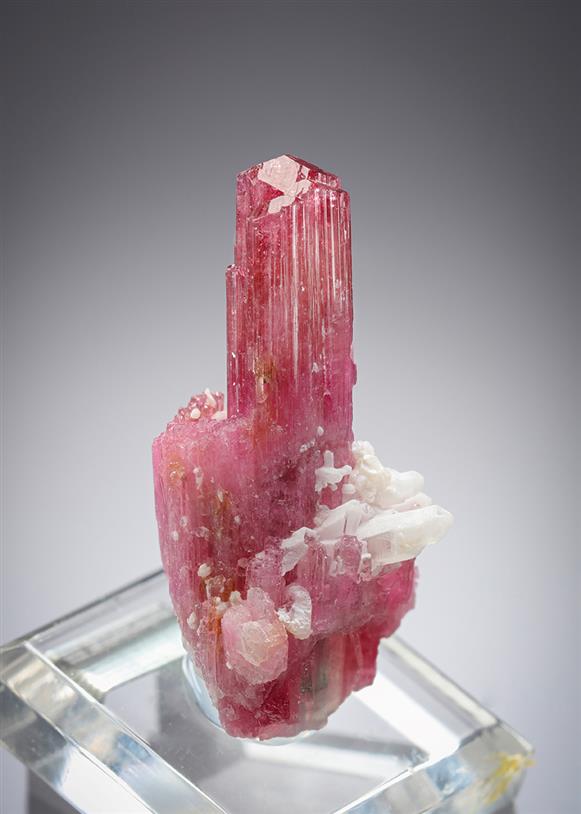 CC21310 specimen image
