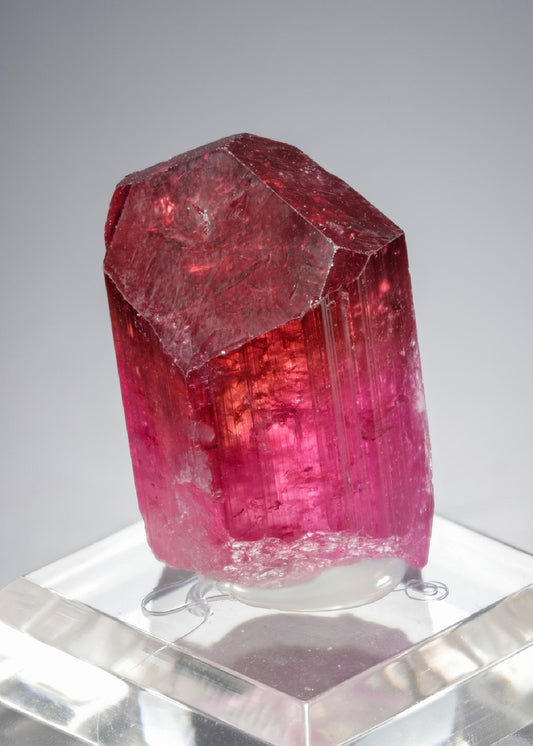 CC21336 specimen image