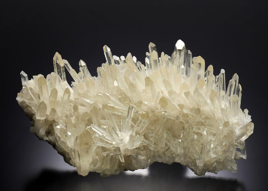 CC21347 specimen image