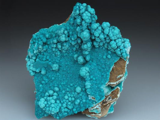 CC2146 specimen image