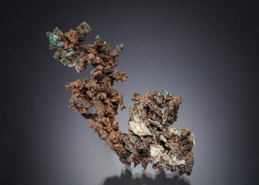 CC21485 specimen image
