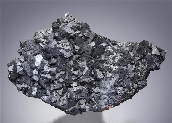 CC21486 specimen image