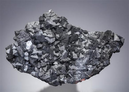 CC21486 specimen image