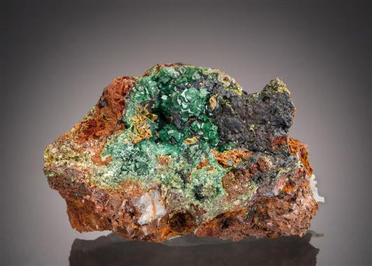 CC21509 specimen image